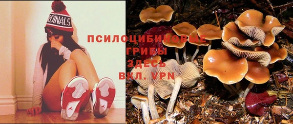 сатива Белокуриха